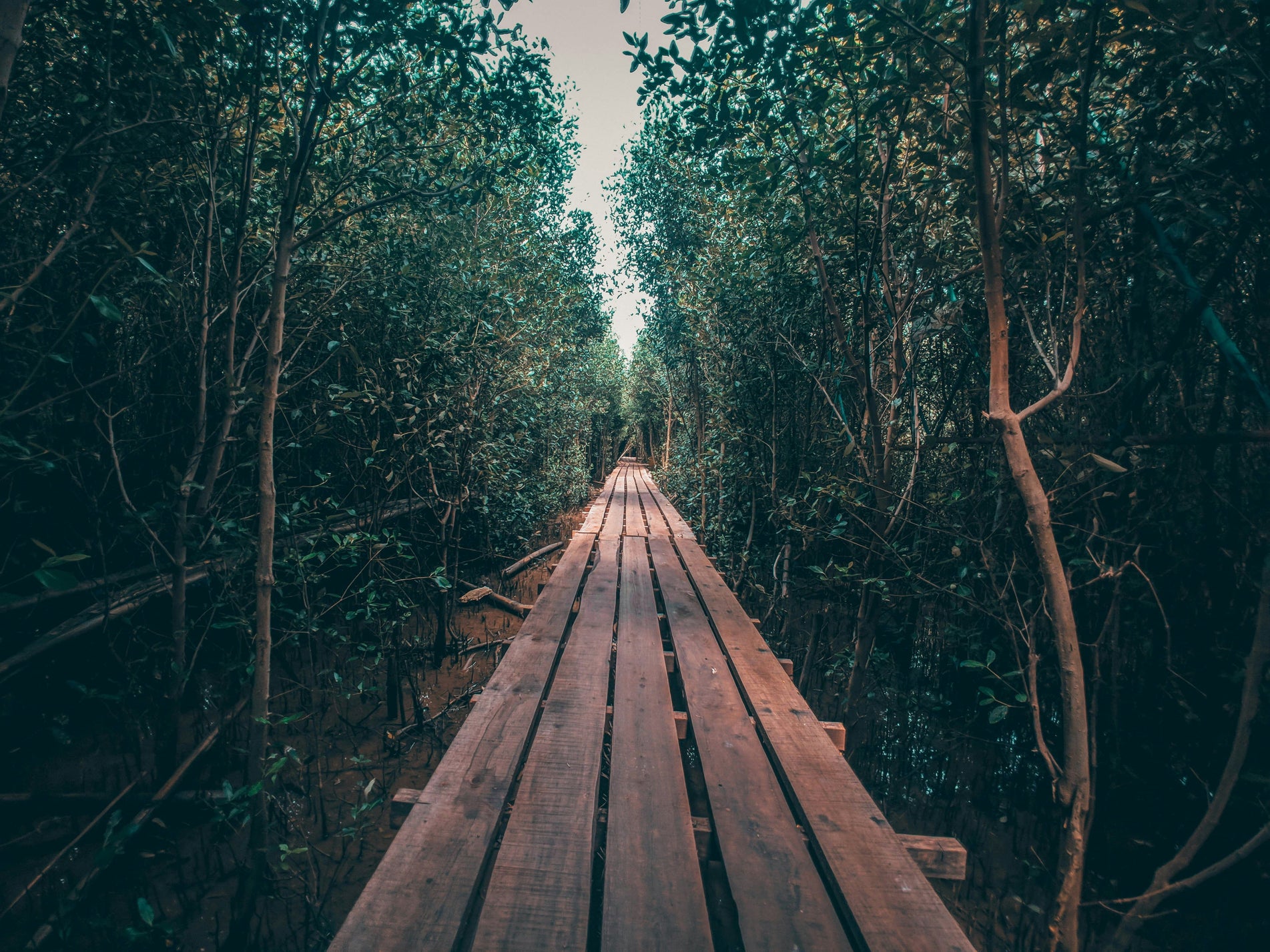 Holzsteg durch dichten Mangrovenwald in Akwa Ibom, Nigeria