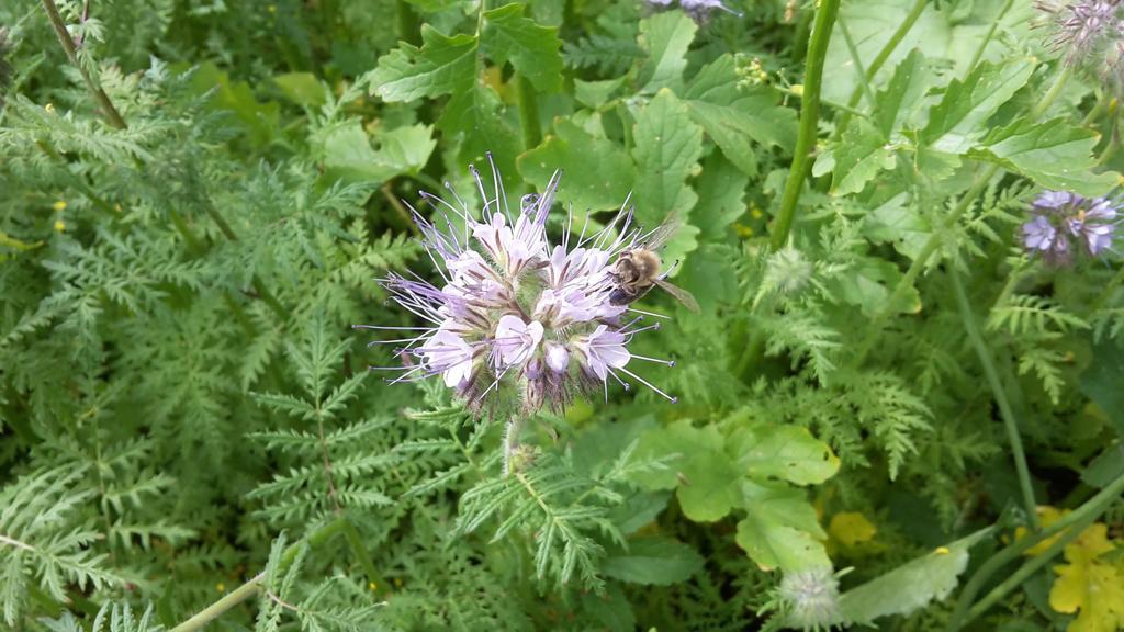 Eine der vielen Blumen auf der Bienenwiese in NRW von Forstfreunden.