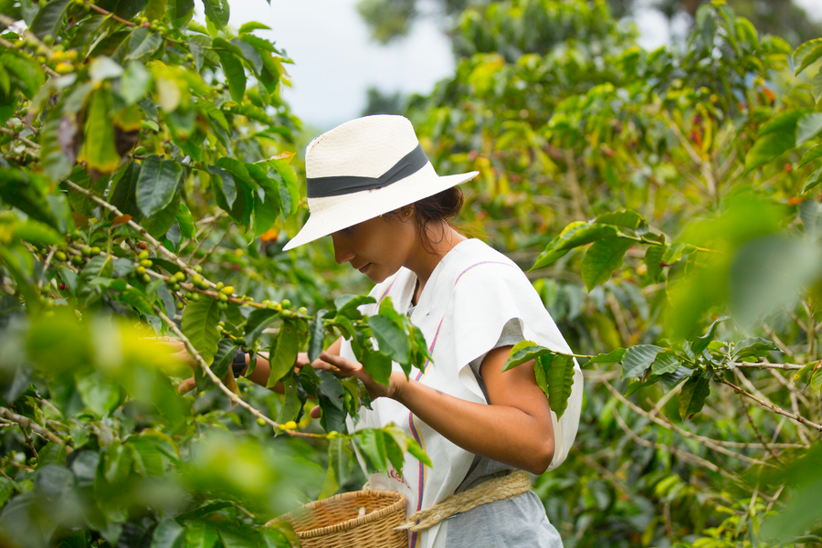 Kaffeepflanze in Guatemala adoptieren - Fairtrade-Kaffee von Power-Frauen