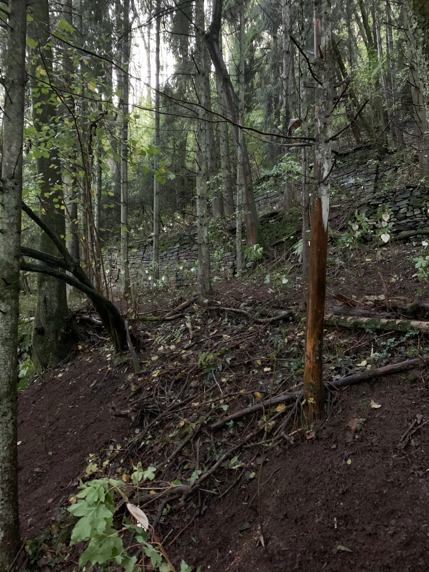 Pflanzfläche von Forstfreunde in der Eifel, die durch Stürme beschädigt wurde.