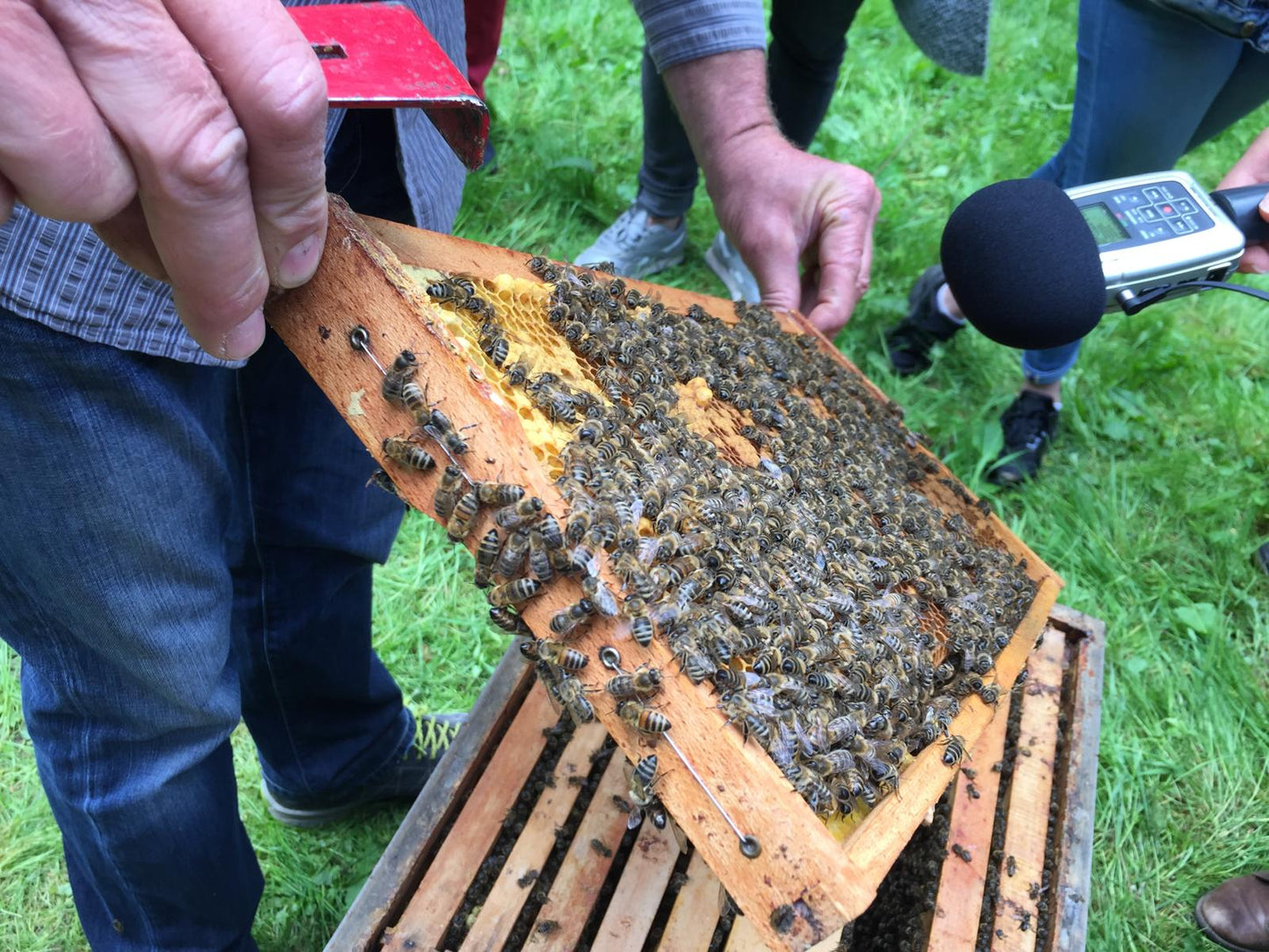 Eine Honigwabe voll mit arbeitsenden Bienen.