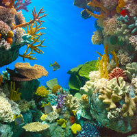 Korallen züchten und einsetzen - Wiederherstellung der Korallenriffe in der Karibik
