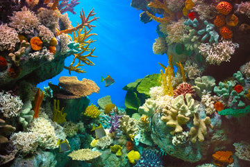Korallen züchten und einsetzen - Wiederherstellung der Korallenriffe in der Karibik