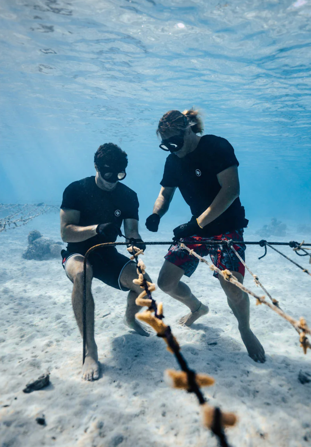 Zwei Taucher arbeiten unter Wasser, um Korallen an einem Seil zu reinigen oder zu pflegen. Das Bild zeigt die Bemühungen zur Erhaltung und Wiederherstellung von Korallenriffen in klaren blauen Gewässern.