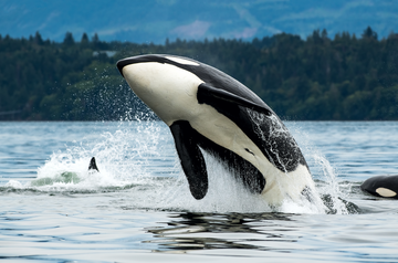 Orca Patenschaft - Schutz der  Orcas vor Vancouver Island