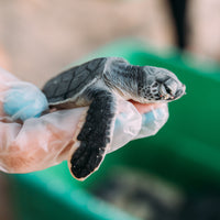 Schildkröten Patenschaft: Schützen Sie gefährdete Meeresschildkröten