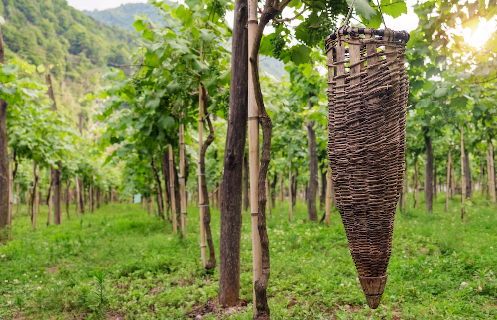 Ein Bild aus einem Weinberg in Georgien zeigt Weinreben mit Weißweintrauben.