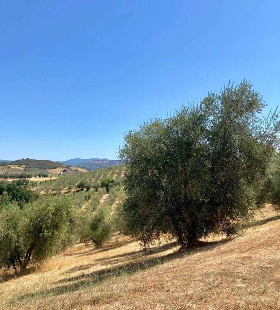 Olivenbaum in der Toskana adoptieren - Öl aus den eigenen Oliven
