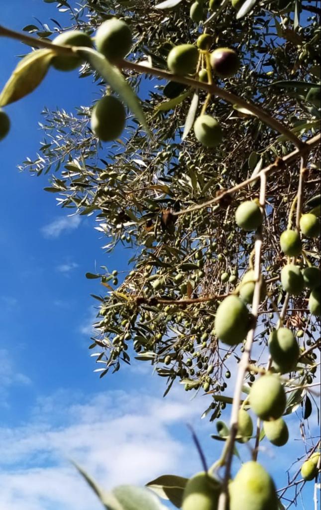 Olivenbaum in der Toskana adoptieren - Öl aus den eigenen Oliven