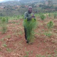 Bäume pflanzen in Malawi