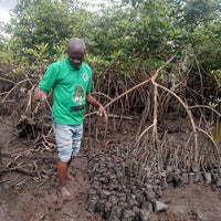 Mangrovenbäume in Nigeria pflanzen - Schutz und Renaturierung in Akwa Ibom