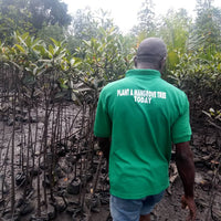 Mangrovenbäume in Nigeria pflanzen - Schutz und Renaturierung in Akwa Ibom