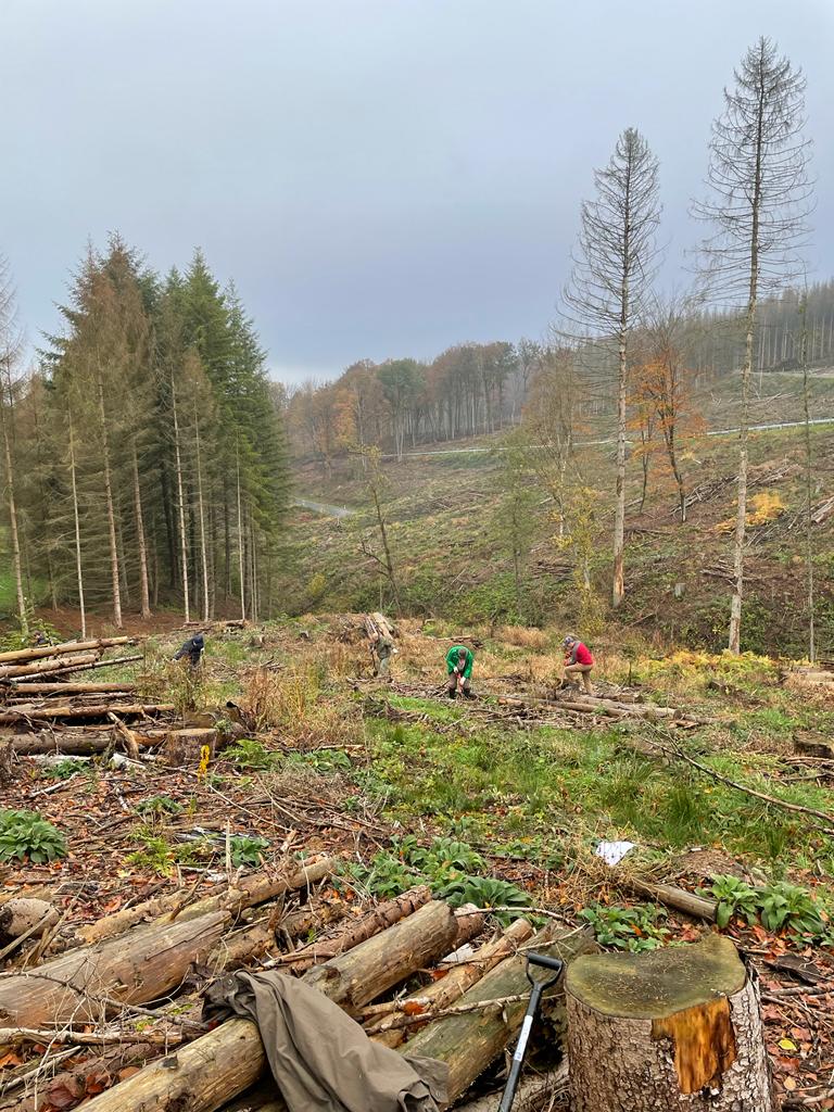 Mehrere Personen führen Aufforstungsarbeiten in einem herbstlichen Waldgebiet durch. Sie pflanzen junge Bäume auf einer Lichtung, die von hohen, kahlen Bäumen umgeben ist. Am Boden liegen gefällte Baumstämme und Werkzeuge, während die Landschaft von kühlem, nebligem Wetter geprägt ist.