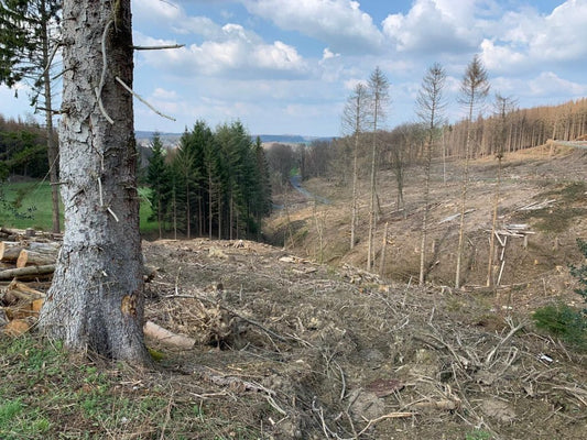 Bergisches Land Aufforstung