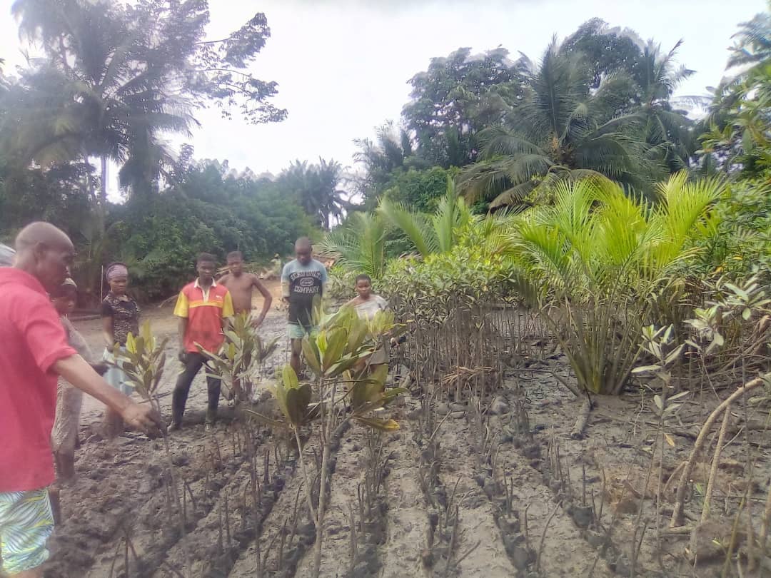 Eine Gruppe von Menschen, darunter einige Kinder, steht in einem schlammigen Gebiet, das mit jungen Pflanzen bedeckt ist. Im Hintergrund sind dichte tropische Bäume und Palmen zu sehen. Eine Person im Vordergrund trägt ein rotes Hemd und scheint die Pflanzarbeiten zu beaufsichtigen. Die Szene vermittelt den Eindruck eines Gemeinschaftsprojekts zur Wiederaufforstung oder Gartenarbeit.