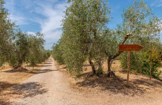 Ein breiter, unbefestigter Weg führt durch einen Olivenhain, gesäumt von Olivenbäumen unter einem teils bewölkten Himmel. Ein handgemachtes Holzschild mit der Aufschrift "Reception" weist den Weg.