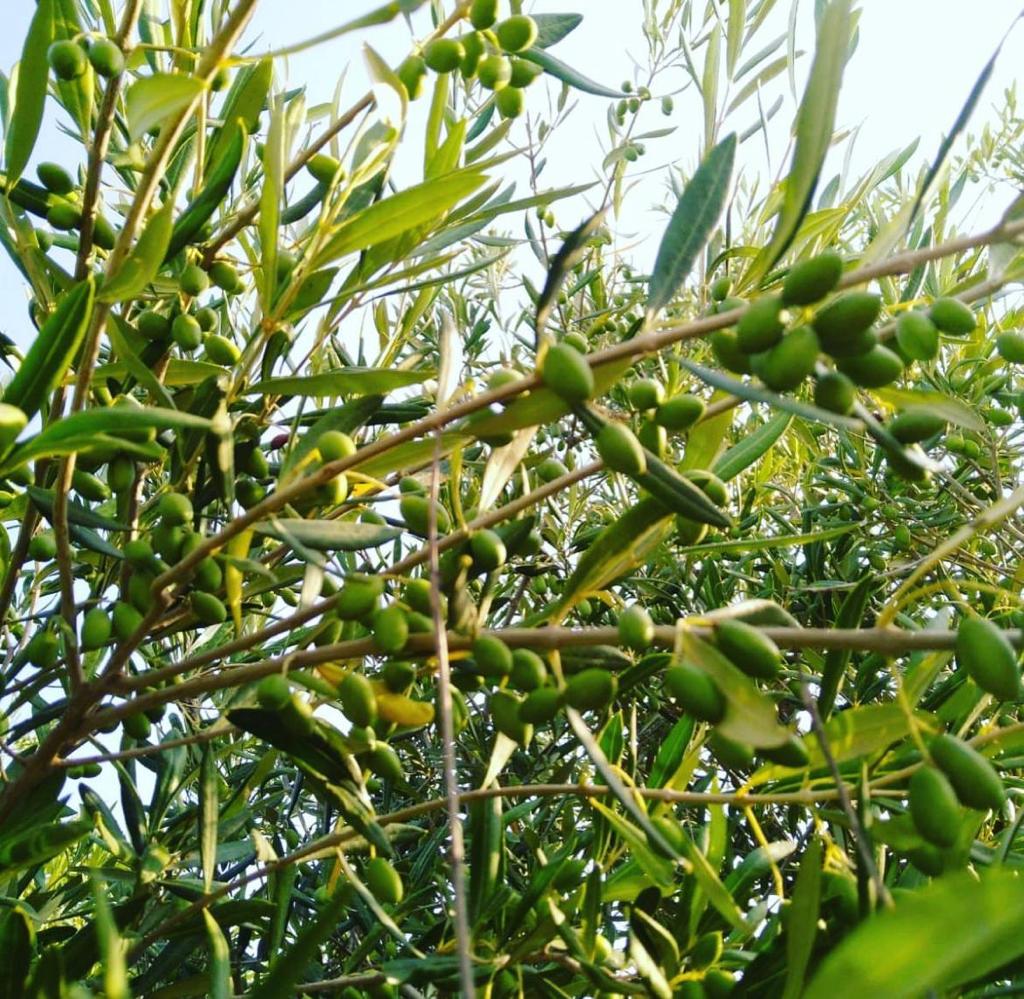 Nahaufnahme von Olivenzweigen mit zahlreichen grünen Oliven und Blättern an einem sonnigen Tag.