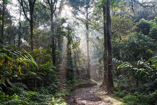 Regenwald in Ecuador & Peru schützen