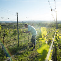 Ein Mann in kariertem Hemd arbeitet im Weinberg, der von Reihen grüner Weinreben umgeben ist. Die Szene spielt an einem sonnigen Tag, der Himmel ist klar und die Sonne scheint. Im Hintergrund erstrecken sich die Weinberge bis zum Horizont, mit einer weiten Aussicht auf die umliegende Landschaft. Der Fokus liegt auf der Tätigkeit des Mannes, der sich um die Reben kümmert.