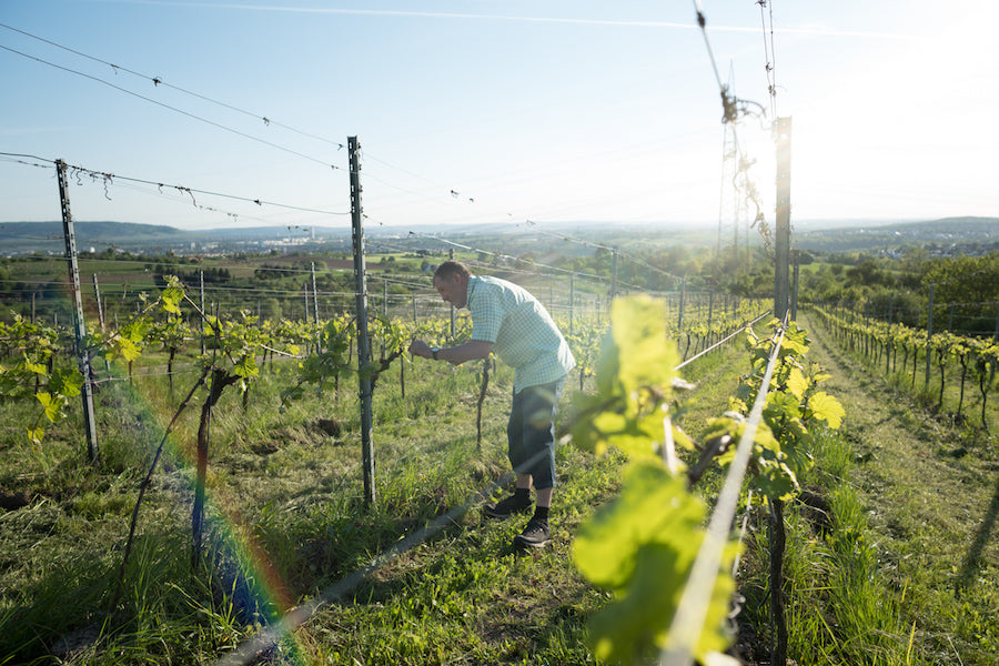 Ein Mann in kariertem Hemd arbeitet im Weinberg, der von Reihen grüner Weinreben umgeben ist. Die Szene spielt an einem sonnigen Tag, der Himmel ist klar und die Sonne scheint. Im Hintergrund erstrecken sich die Weinberge bis zum Horizont, mit einer weiten Aussicht auf die umliegende Landschaft. Der Fokus liegt auf der Tätigkeit des Mannes, der sich um die Reben kümmert.