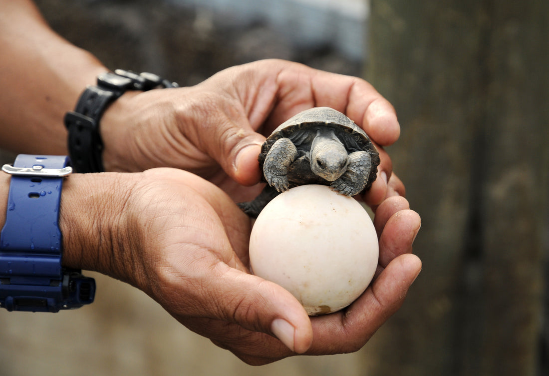 Eine kleine Baby-Schildkröte sitzt auf einem Ei, das von einer Person in der Hand gehalten wird. Die Person trägt ein blaues Armband und scheint die Schildkröte vorsichtig zu betreuen. Dies könnte Teil eines Schutzprogramms für Schildkröten sein.