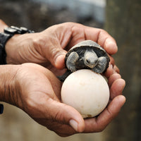 Eine kleine Baby-Schildkröte sitzt auf einem Ei, das von einer Person in der Hand gehalten wird. Die Person trägt ein blaues Armband und scheint die Schildkröte vorsichtig zu betreuen. Dies könnte Teil eines Schutzprogramms für Schildkröten sein.