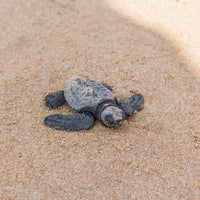 Eine kleine Baby-Meeresschildkröte kriecht über den sandigen Strand. Ihr Körper ist teilweise mit Sand bedeckt, während sie sich ihren Weg zum Meer bahnt. Die zarte und zerbrechliche Erscheinung der Schildkröte steht im Kontrast zu der Weite des Strandes, was die Herausforderungen ihrer Reise unterstreicht.