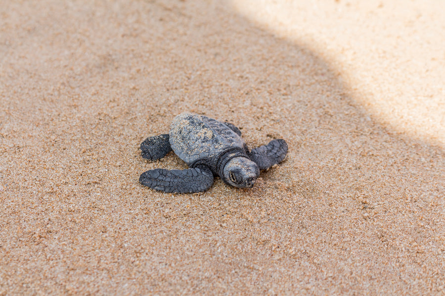 Eine kleine Baby-Meeresschildkröte kriecht über den sandigen Strand. Ihr Körper ist teilweise mit Sand bedeckt, während sie sich ihren Weg zum Meer bahnt. Die zarte und zerbrechliche Erscheinung der Schildkröte steht im Kontrast zu der Weite des Strandes, was die Herausforderungen ihrer Reise unterstreicht.