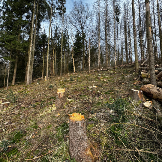 Ein Hang im Bergischen Land mit zahlreichen Baumstümpfen, die nach einer Abholzung übrig geblieben sind. Ein dichter Wald erstreckt sich im Hintergrund, und gefällte Baumstämme liegen auf dem Boden verstreut.