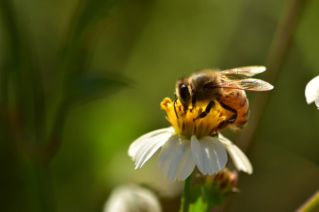 Das Bild zeigt eine Nahaufnahme einer Biene, die auf einer weißen Blüte sitzt und Nektar sammelt. Die Biene und die Blüte sind scharf im Vordergrund, während der Hintergrund unscharf ist und in grünen Tönen gehalten ist.