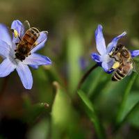  Das Bild zeigt zwei Bienen, die auf blauen Blüten sitzen und Nektar sammeln. Die Blüten und Bienen sind im Vordergrund scharf abgebildet, während der Hintergrund unscharf ist.