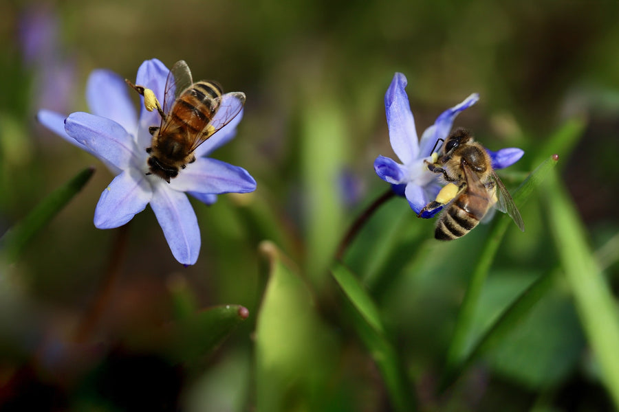  Das Bild zeigt zwei Bienen, die auf blauen Blüten sitzen und Nektar sammeln. Die Blüten und Bienen sind im Vordergrund scharf abgebildet, während der Hintergrund unscharf ist.