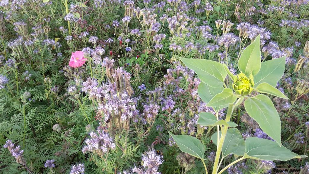 Bienenwiese in NRW, angelegt von Forstfreunden, mit sichtbaren Mischblumen.
