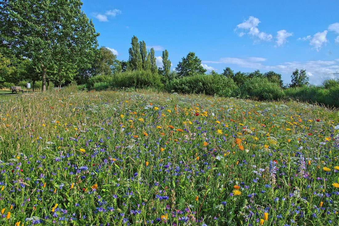 Das Bild zeigt eine blühende Wiese mit einer Vielzahl von bunten Wildblumen unter einem strahlend blauen Himmel. Im Hintergrund sind Bäume und Büsche zu sehen, die der Landschaft eine natürliche und idyllische Atmosphäre verleihen.