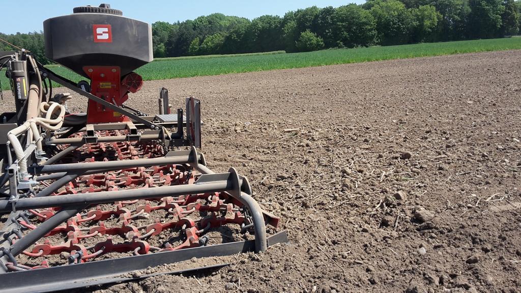 🐝 Bienenwiese anlegen – Blühfläche in NRW für mehr Artenvielfalt