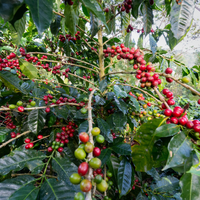 Kaffeepflanze in Peru adoptieren