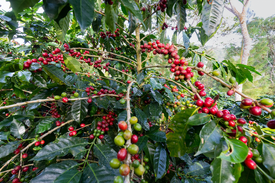 Kaffeepflanze adoptieren Peru - Fairtrade Kaffee mit exklusivem Aroma