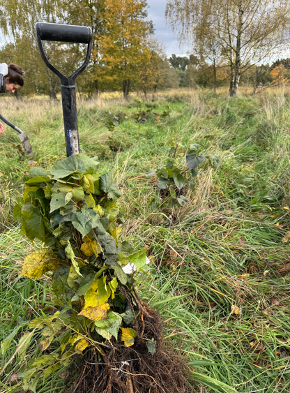 🌳 Baum pflanzen im in Brandenburg
