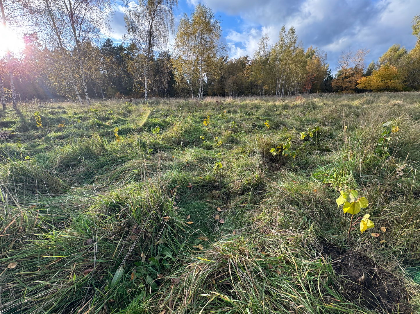 🌳 Baum pflanzen im in Brandenburg