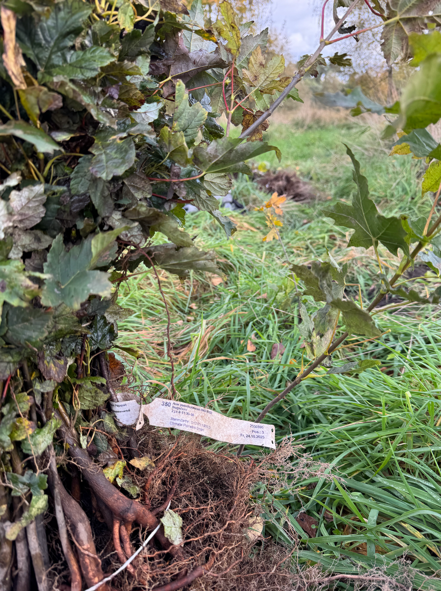 🌳 Baum pflanzen im in Brandenburg