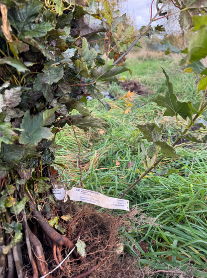 🌳 Baum pflanzen im in Brandenburg
