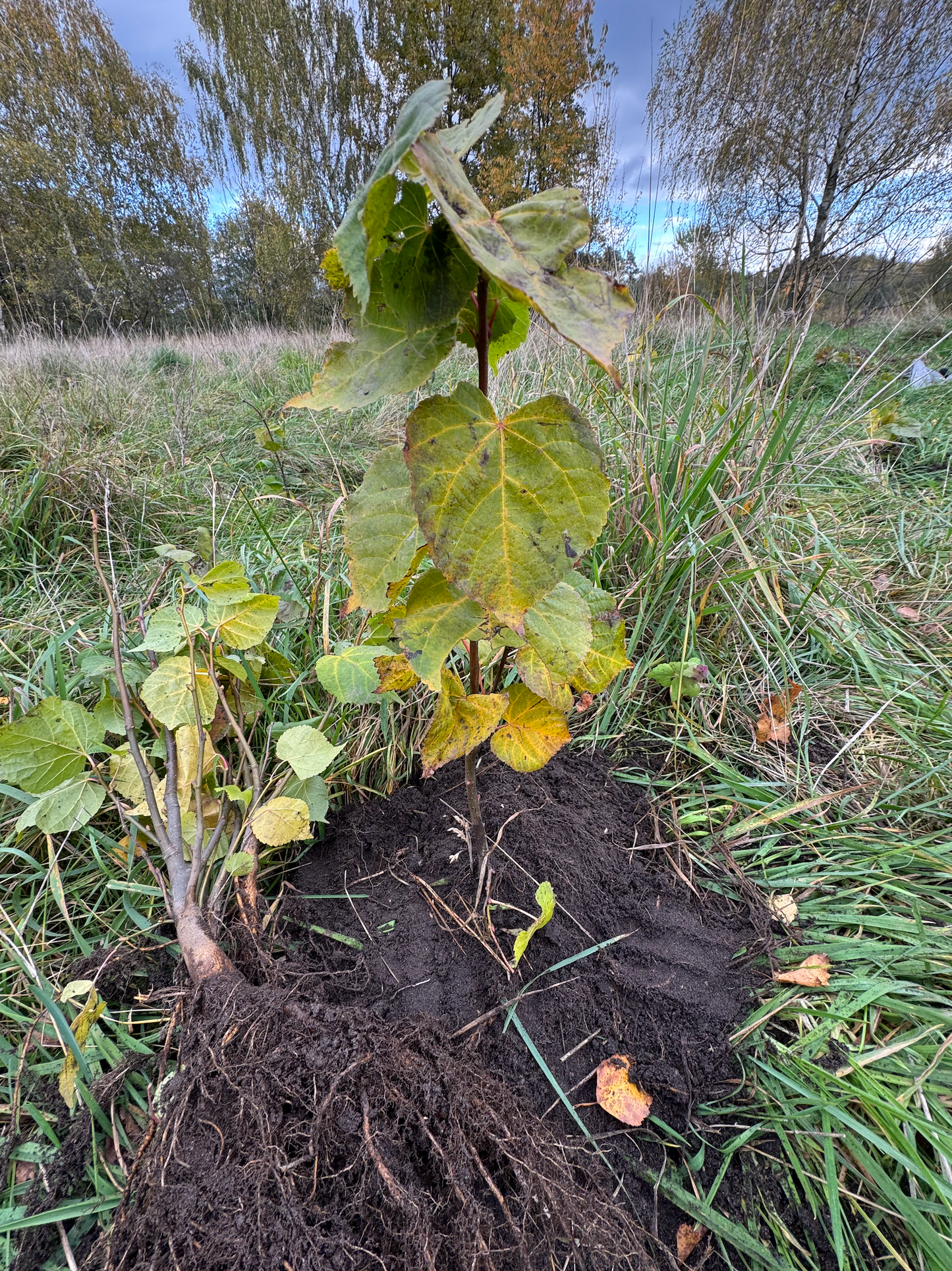 🌳 Baum pflanzen im in Brandenburg