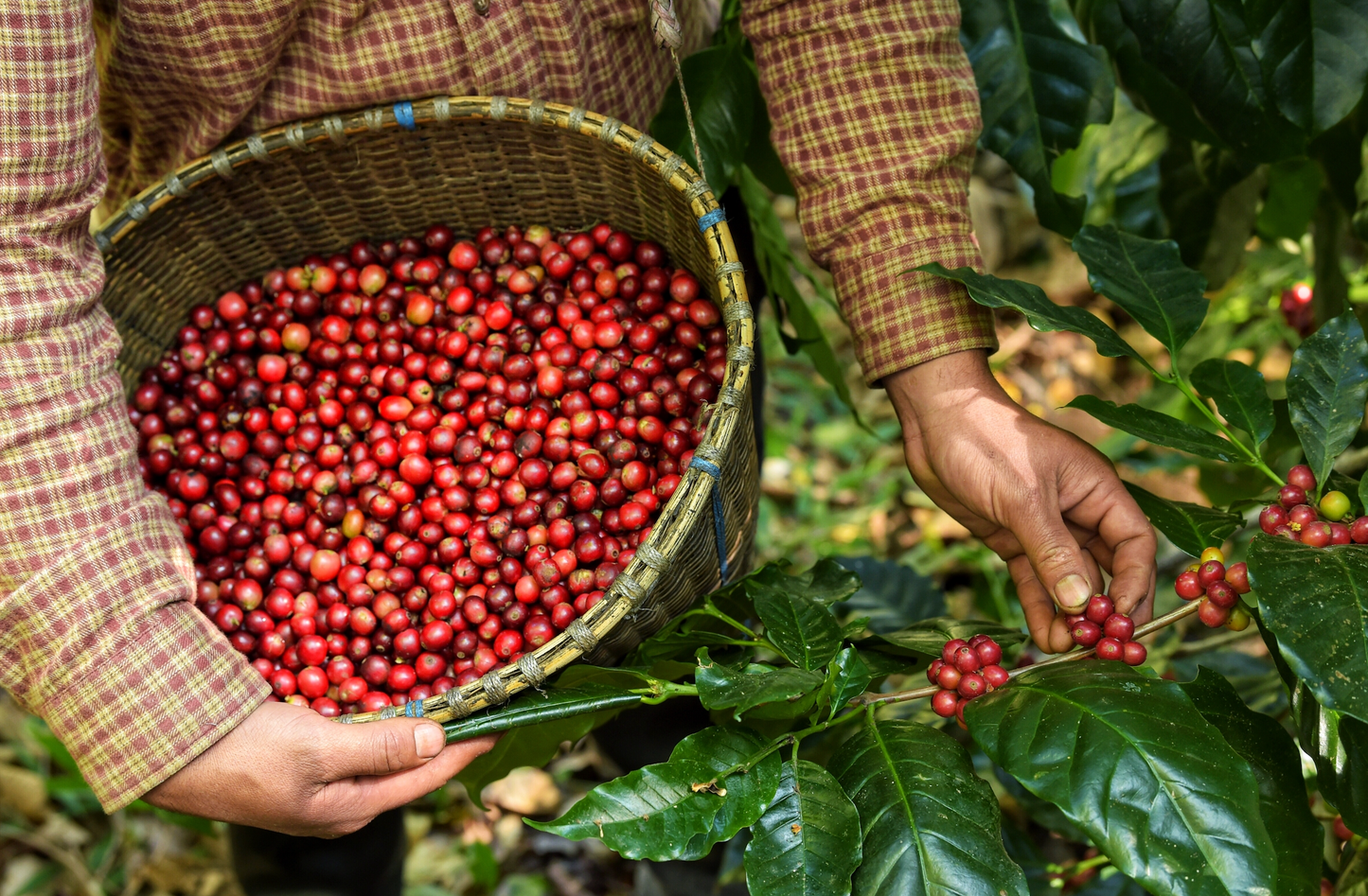 Costa Rica Cascara-Patenschaft