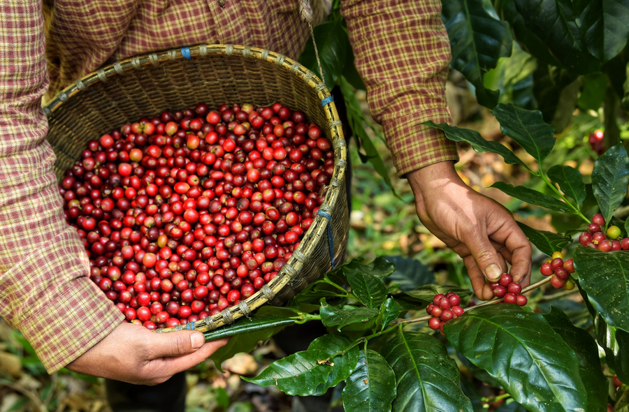 Eine Person in kariertem Hemd hält einen Korb voller reifer roter Kaffeekirschen. Die andere Hand pflückt Kaffeekirschen von einem Strauch. Das Bild zeigt die reiche Ernte der Kaffeekirschen und die grüne Umgebung der Kaffeepflanzen.