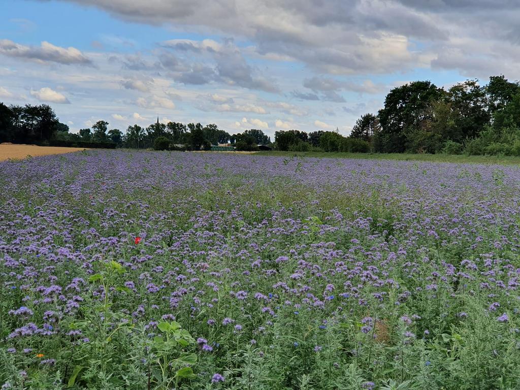Ein Foto der Forstfreunde Bienenwiese in NRW.