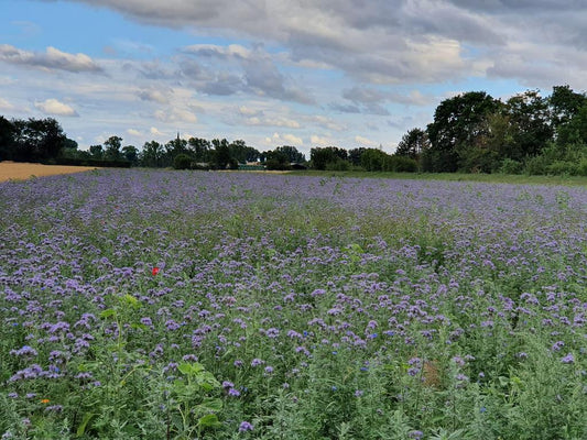 Ein Foto der Forstfreunde Bienenwiese in NRW.