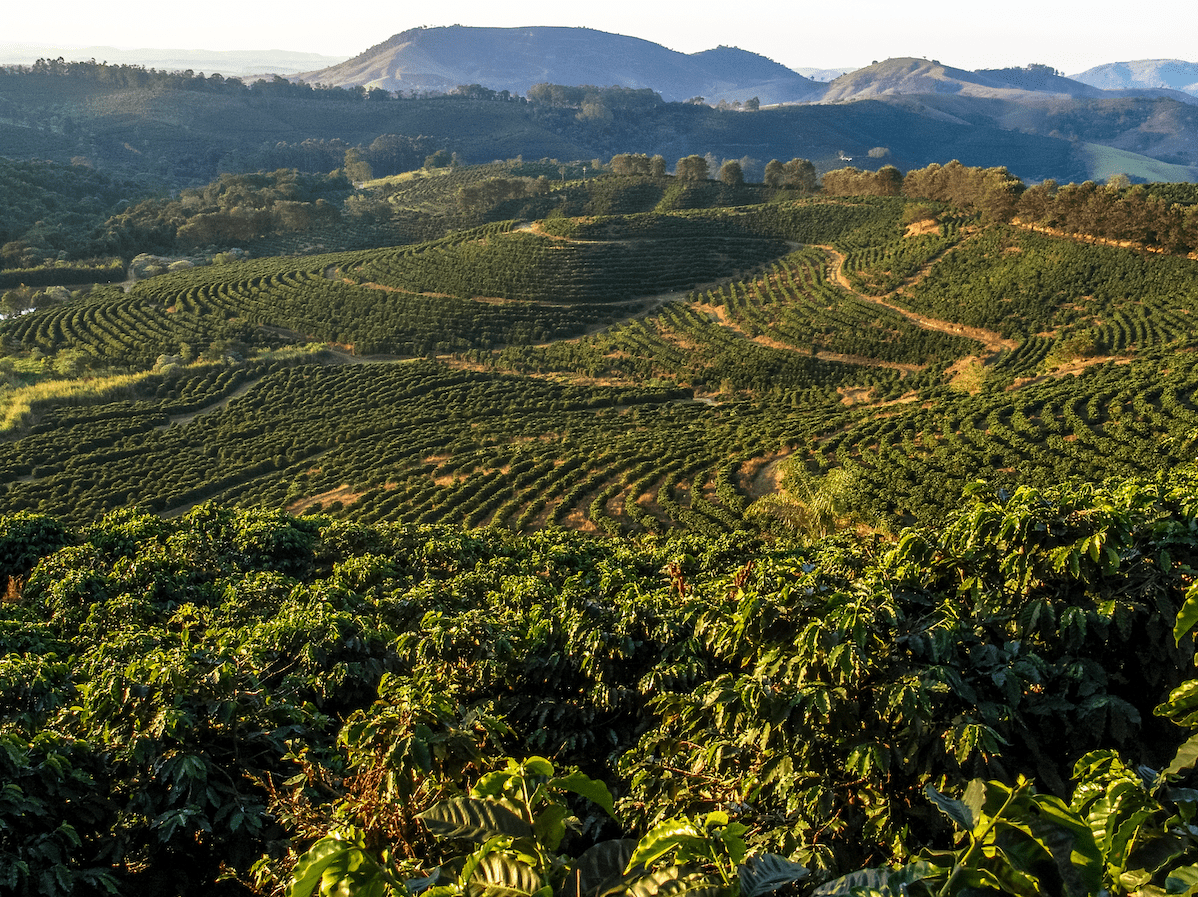 Ein Bild der brasilianischen Landschaft voller Kaffeepflanzen.