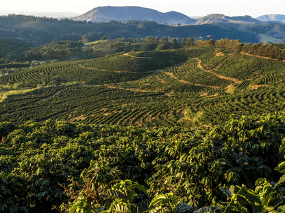 Ein Bild der brasilianischen Landschaft voller Kaffeepflanzen.
