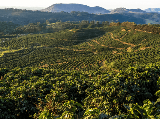 Ein Bild der brasilianischen Landschaft voller Kaffeepflanzen.