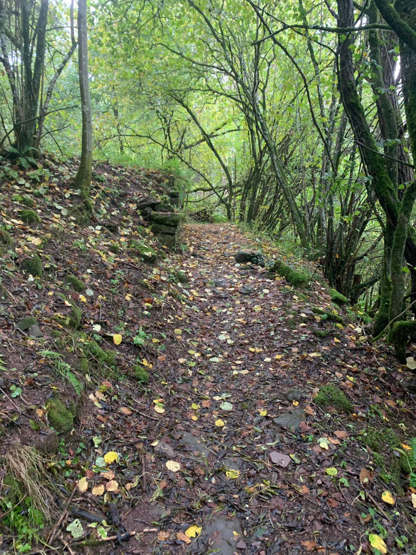 Der Wald in der Eifel, wo die Pflanzungen von Forstfreunde stattfinden. 